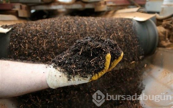 Çayın bahçeden demliğe "zorlu" yolculuğu