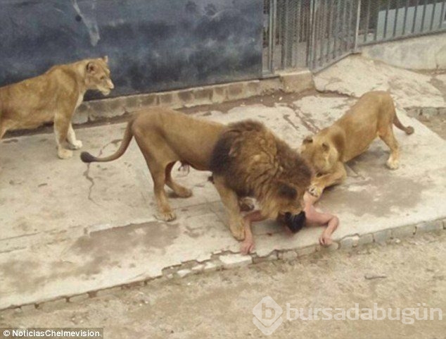 Aslan kafesinde intihar dehşeti