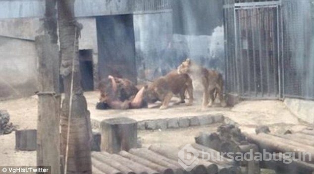 Aslan kafesinde intihar dehşeti