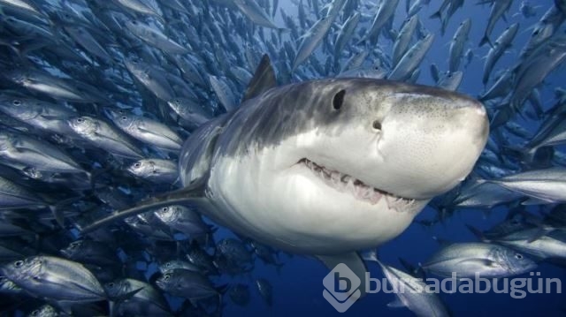 National Geographic'in su altında yaşam adlı arşivinden 20 fotoğraf