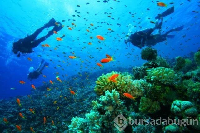 National Geographic'in su altında yaşam adlı arşivinden 20 fotoğraf