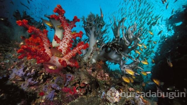 National Geographic'in su altında yaşam adlı arşivinden 20 fotoğraf