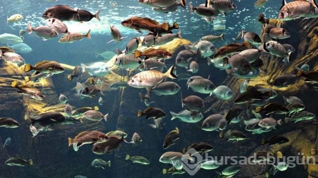 National Geographic'in su altında yaşam adlı arşivinden 20 fotoğraf