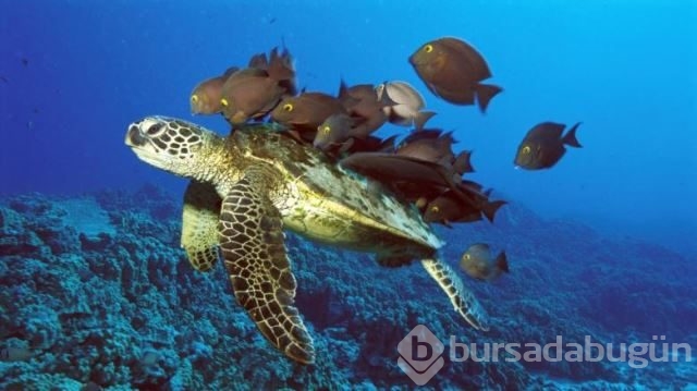 National Geographic'in su altında yaşam adlı arşivinden 20 fotoğraf