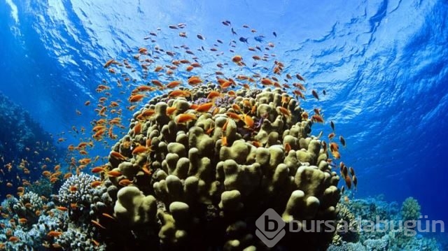 National Geographic'in su altında yaşam adlı arşivinden 20 fotoğraf