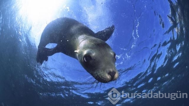 National Geographic'in su altında yaşam adlı arşivinden 20 fotoğraf