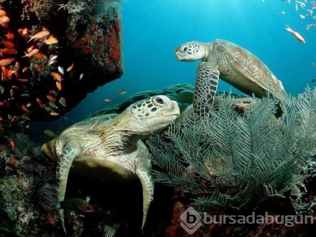 National Geographic'in su altında yaşam adlı arşivinden 20 fotoğraf