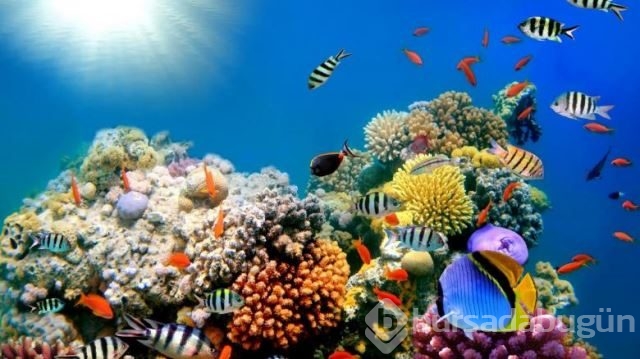 National Geographic'in su altında yaşam adlı arşivinden 20 fotoğraf