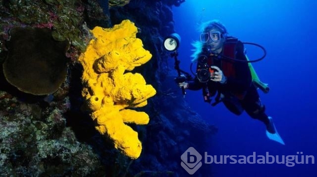 National Geographic'in su altında yaşam adlı arşivinden 20 fotoğraf
