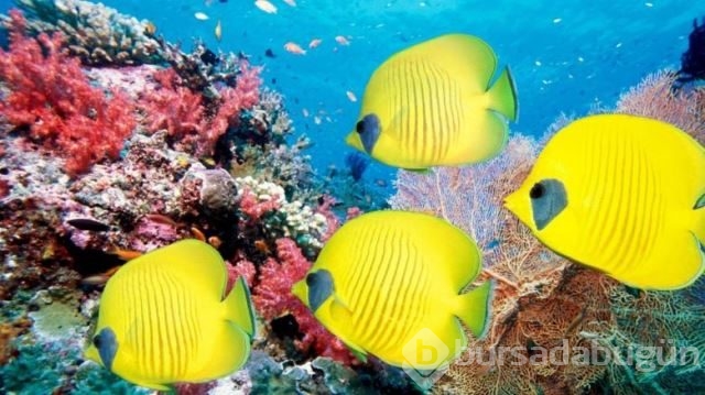 National Geographic'in su altında yaşam adlı arşivinden 20 fotoğraf