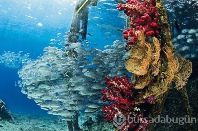 National Geographic'in su altında yaşam adlı arşivinden 20 fotoğraf