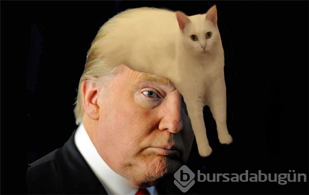 Yeni fenomen yarım kediler!