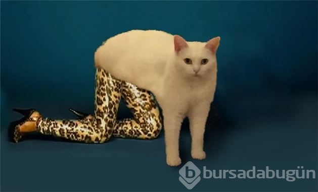 Yeni fenomen yarım kediler!