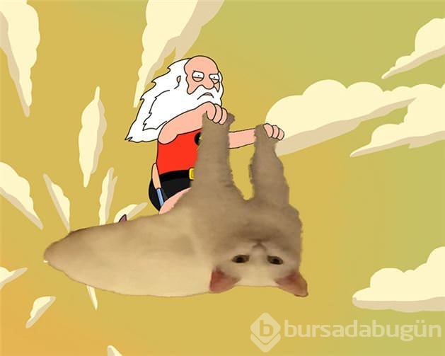 Yeni fenomen yarım kediler!
