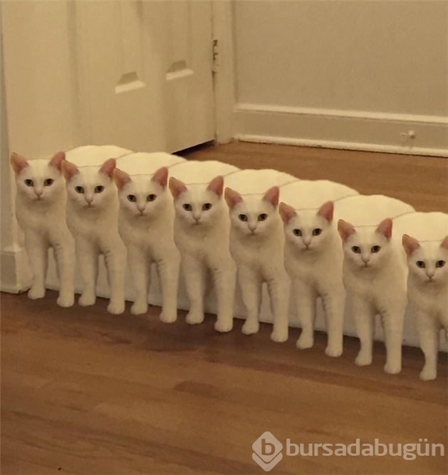 Yeni fenomen yarım kediler!