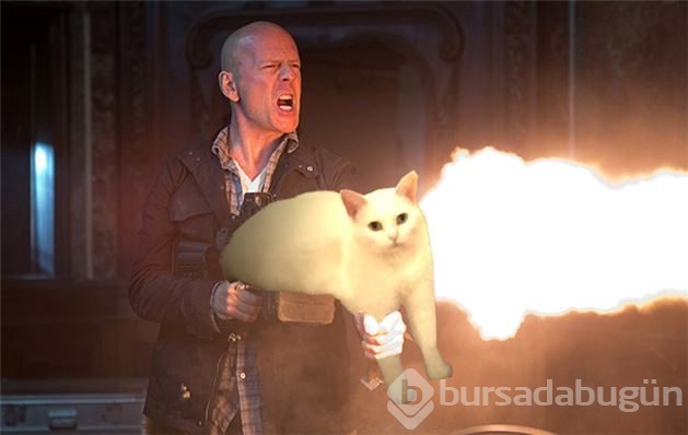 Yeni fenomen yarım kediler!