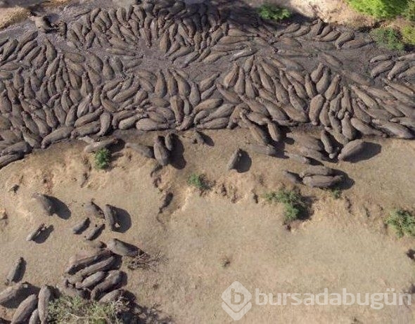 Google Earth'e yansıyan sıradışı görüntüler