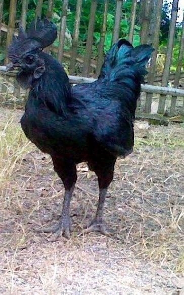 En pahalı hayvanlar