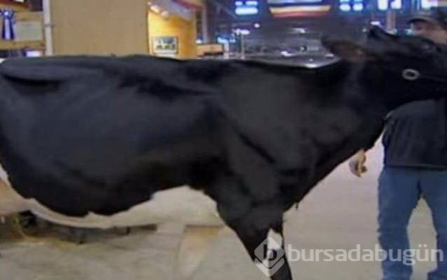 En pahalı hayvanlar