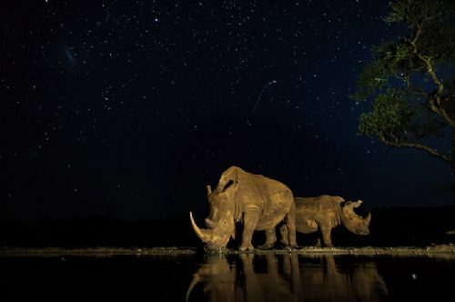 Güney Afrika'dan 'Vahşi' kareler
