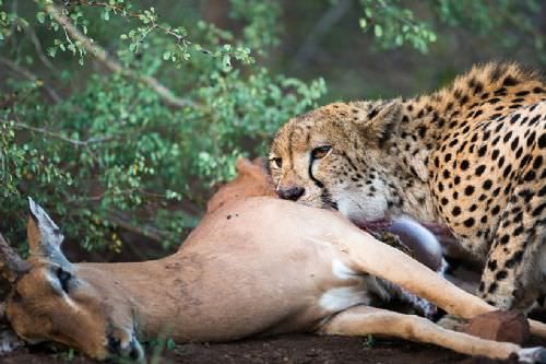 Güney Afrika'dan 'Vahşi' kareler