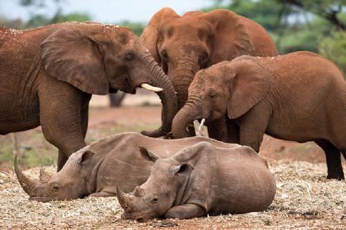 Güney Afrika'dan 'Vahşi' kareler