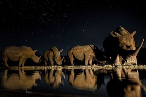 Güney Afrika'dan 'Vahşi' kareler