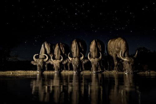 Güney Afrika'dan 'Vahşi' kareler