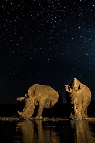 Güney Afrika'dan 'Vahşi' kareler