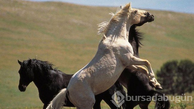 Dehşete düşüren yaşam savaşı