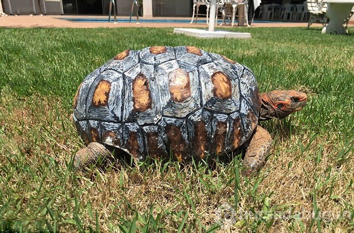 3D lazer teknolojisiyle bir ilk: Kaplumbağa kabuğu