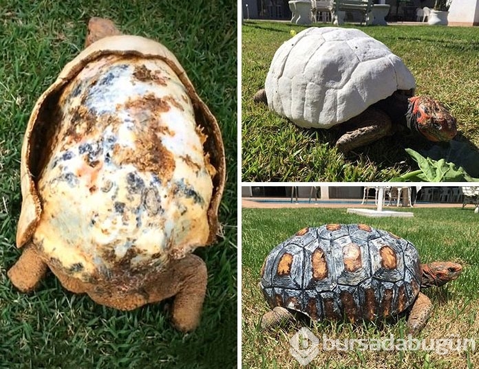 3D lazer teknolojisiyle bir ilk: Kaplumbağa kabuğu