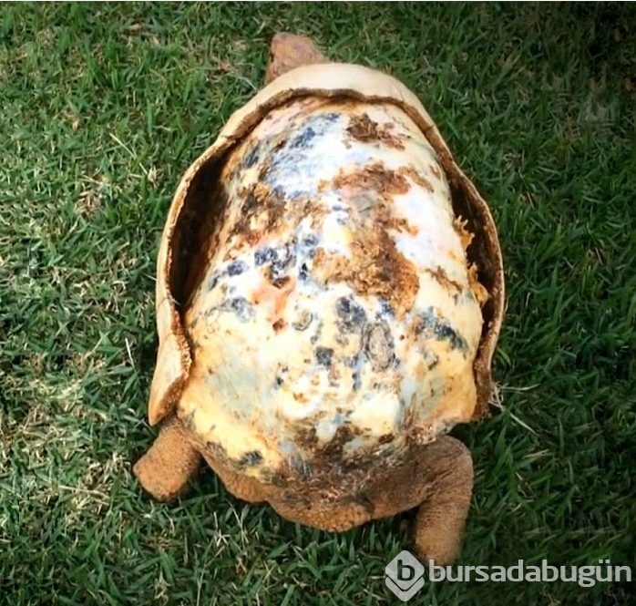 3D lazer teknolojisiyle bir ilk: Kaplumbağa kabuğu