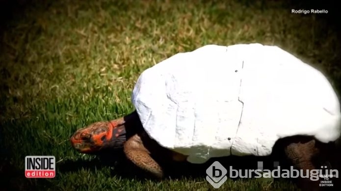3D lazer teknolojisiyle bir ilk: Kaplumbağa kabuğu