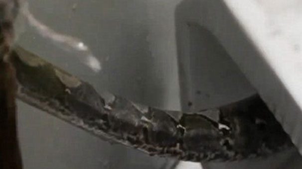 Tuvalette cinsel organını piton ısırdı
