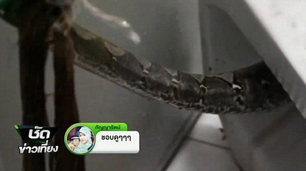 Tuvalette cinsel organını piton ısırdı
