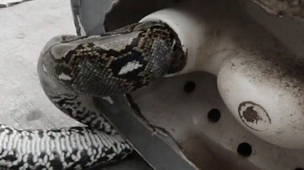 Tuvalette cinsel organını piton ısırdı
