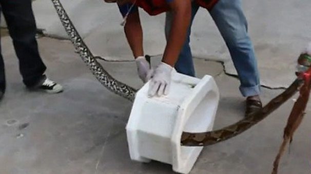 Tuvalette cinsel organını piton ısırdı
