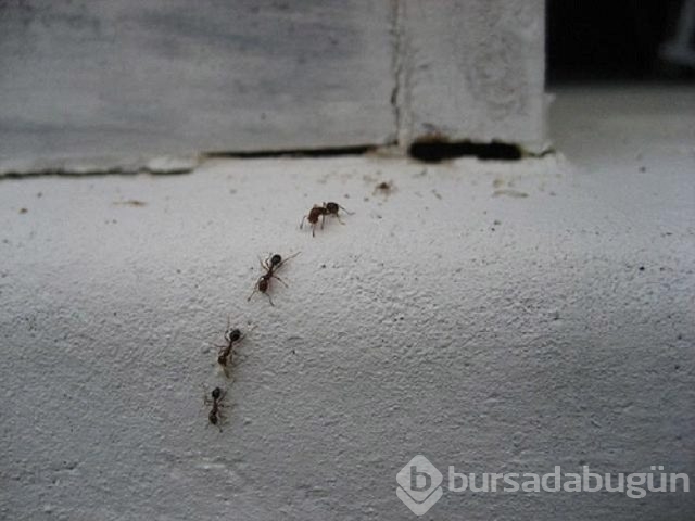 Tuzun az bilinen 10 kullanımı