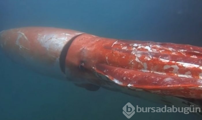 Otobüs büyüklüğünde binlerce kalamar bulundu