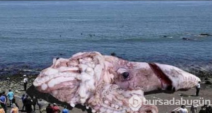 Otobüs büyüklüğünde binlerce kalamar bulundu