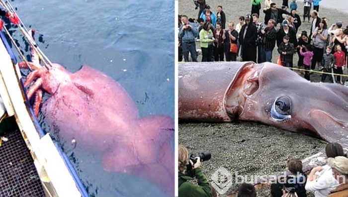 Otobüs büyüklüğünde binlerce kalamar bulundu