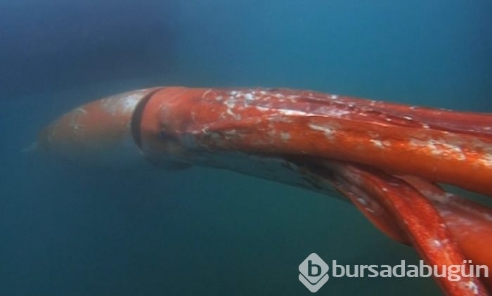 Otobüs büyüklüğünde binlerce kalamar bulundu