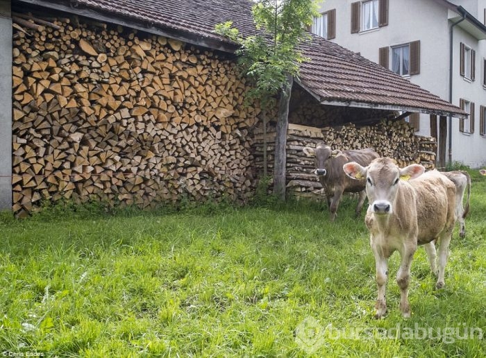 Mülteciler köylerine gelmesin diye 200 bin euro cezaya razılar