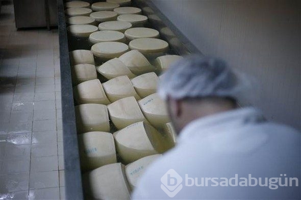 Türkiye'de üretiliyor, Avrupa'da kapış kapış gidiyor!
