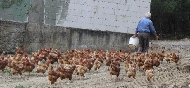 'Tavukların efendisi' adeta para basıyor!