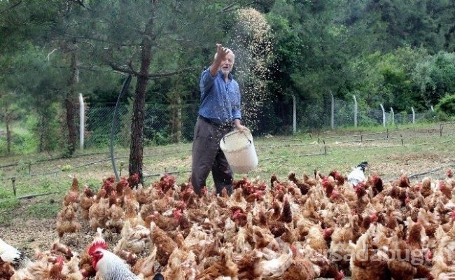 'Tavukların efendisi' adeta para basıyor!