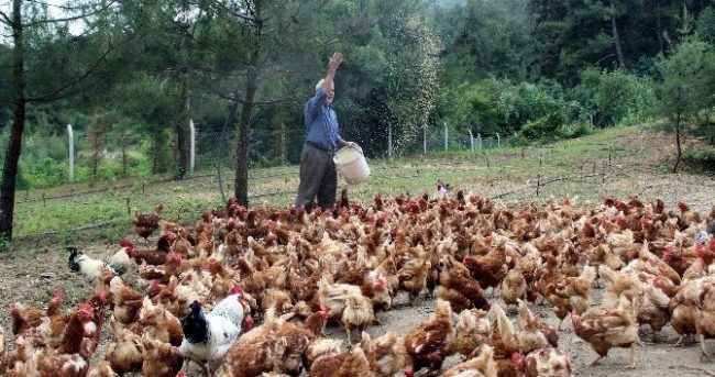 'Tavukların efendisi' adeta para basıyor!