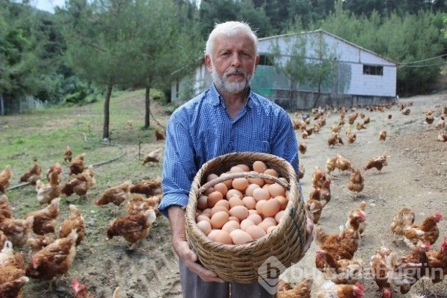 'Tavukların efendisi' adeta para basıyor!