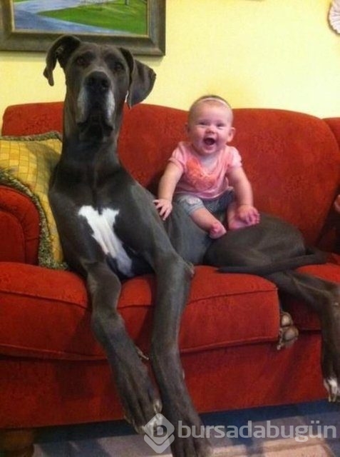 İşte en masum dostluk!
